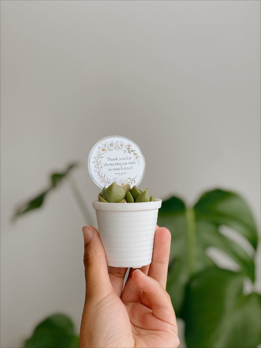 Mini succulents & Perspex Sticker Sign